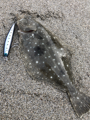 ソゲの釣果