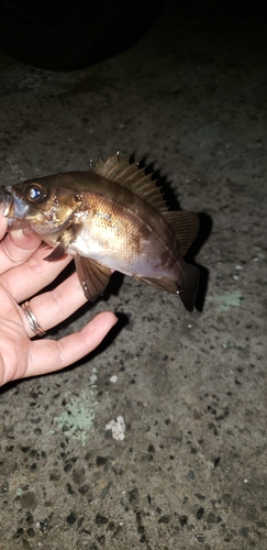 メバルの釣果