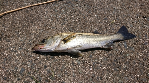 スズキの釣果