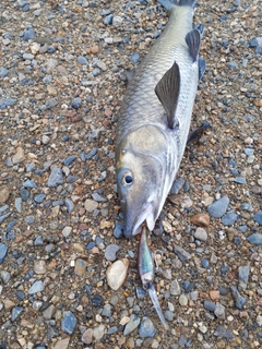 ニゴイの釣果