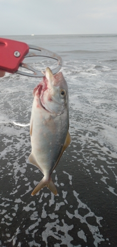 ショゴの釣果