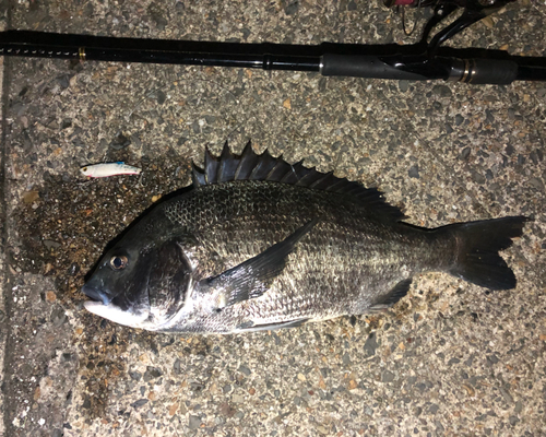 クロダイの釣果