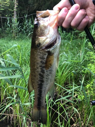 ラージマウスバスの釣果