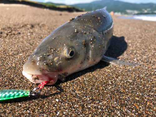 ウグイの釣果