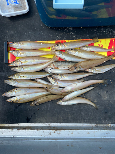 キスの釣果