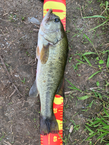 ラージマウスバスの釣果