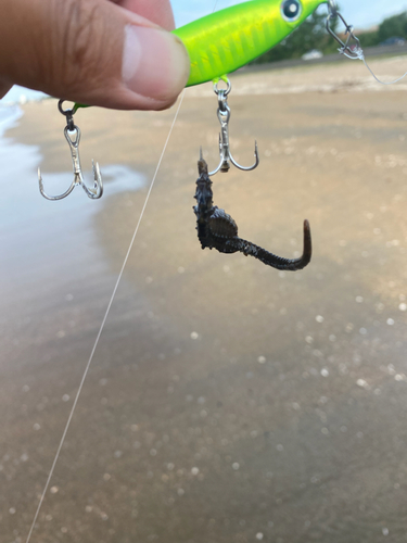 タツノオトシゴの釣果