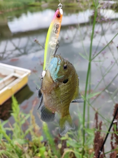 ブルーギルの釣果