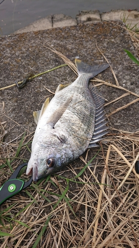 キビレの釣果