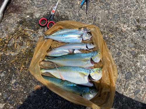 ワカシの釣果