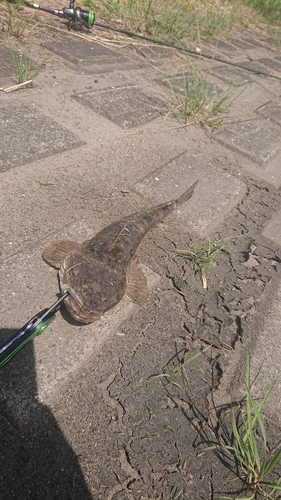 マゴチの釣果