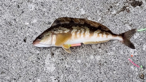 ホッケの釣果