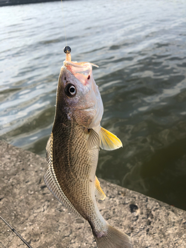 イシモチの釣果