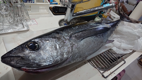 ビンチョウマグロの釣果