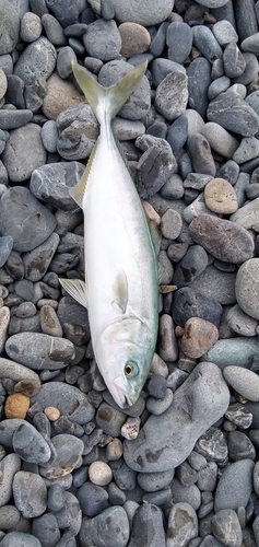 ショゴの釣果