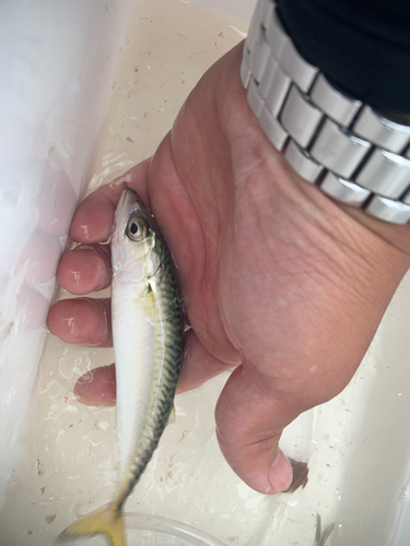 サバの釣果