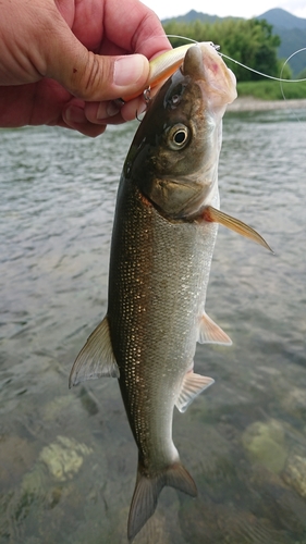 ウグイの釣果