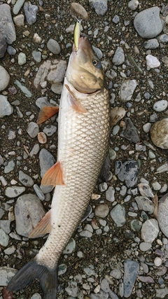 ニゴイの釣果