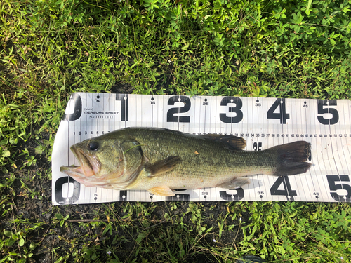 ブラックバスの釣果