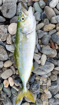 ワカナゴの釣果