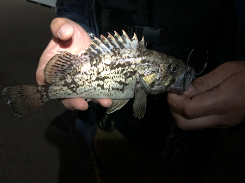 タケノコメバルの釣果