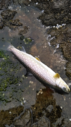 アメマスの釣果