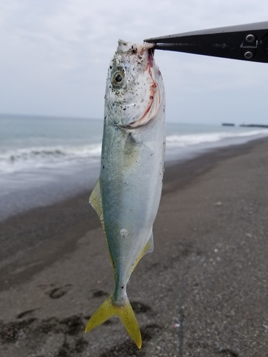 ツバスの釣果