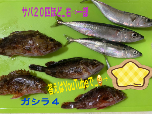 ガシラの釣果