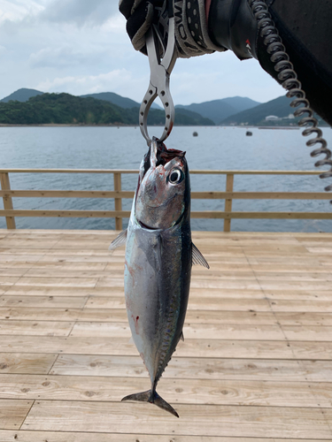 ソウダガツオの釣果