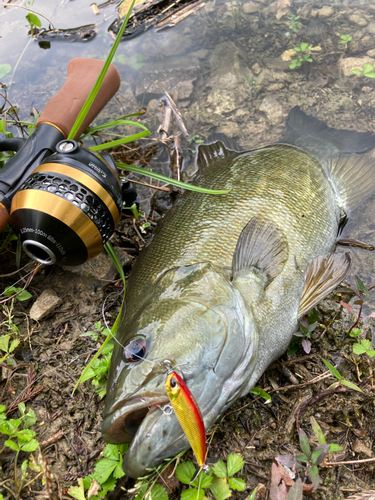 スモールマウスバスの釣果