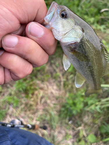 ラージマウスバスの釣果