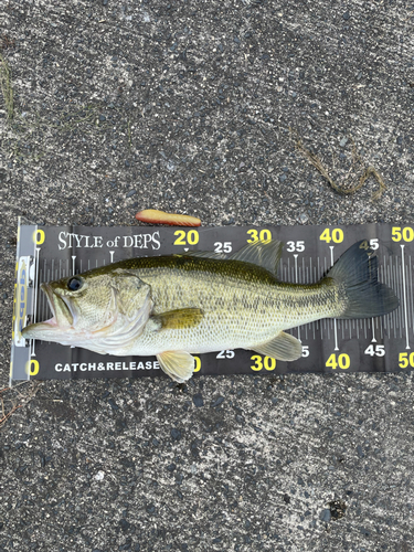 ブラックバスの釣果