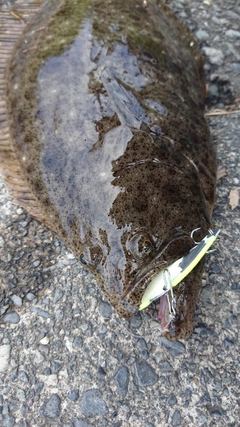 ヒラメの釣果