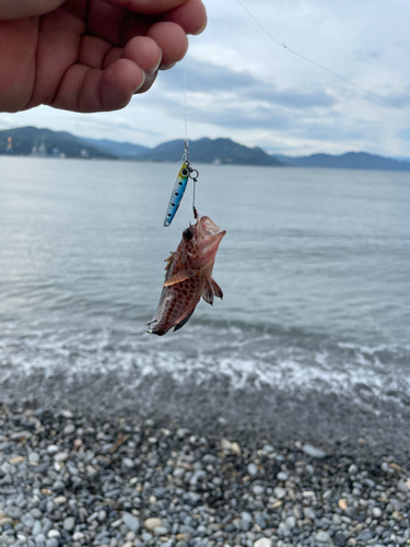 オオモンハタの釣果