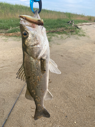 スズキの釣果