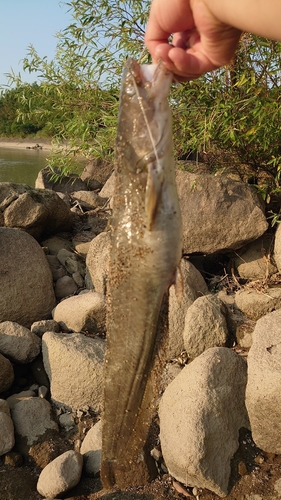 ナマズの釣果