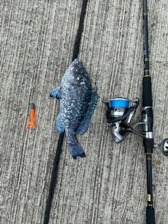 ツチホゼリの釣果