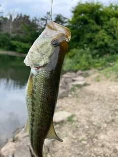 ラージマウスバスの釣果