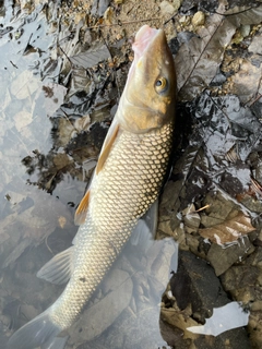 ニゴイの釣果