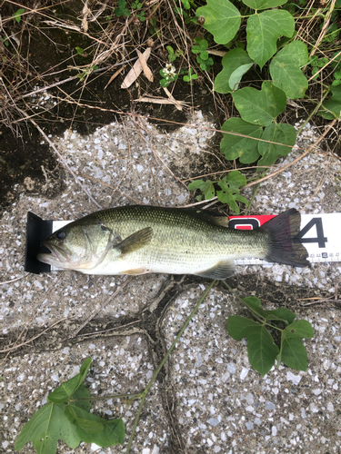 ラージマウスバスの釣果