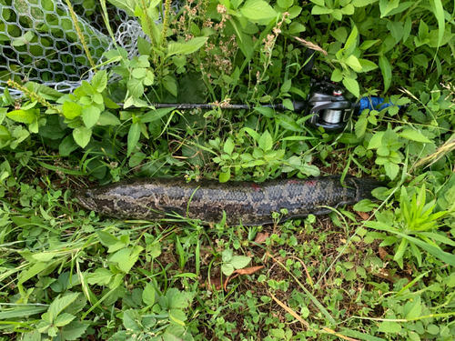 ライギョの釣果