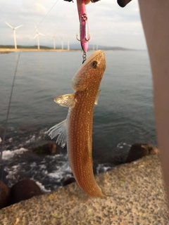 エソの釣果