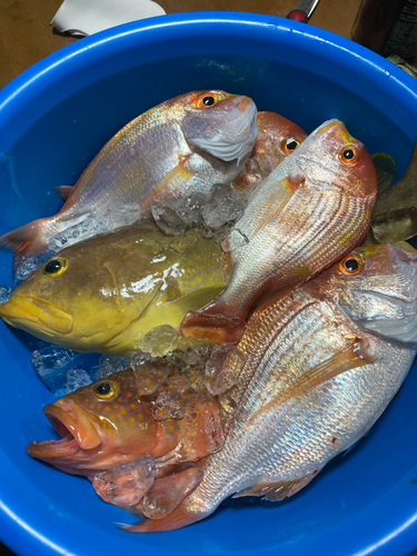 タイの釣果