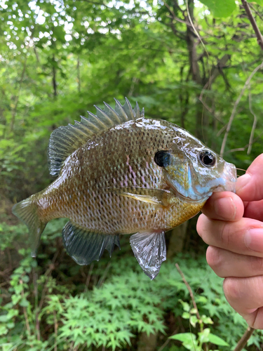 ブルーギルの釣果