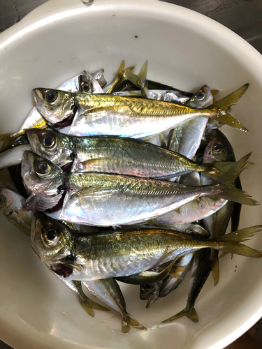 アジの釣果