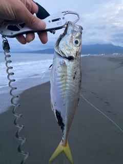 マアジの釣果