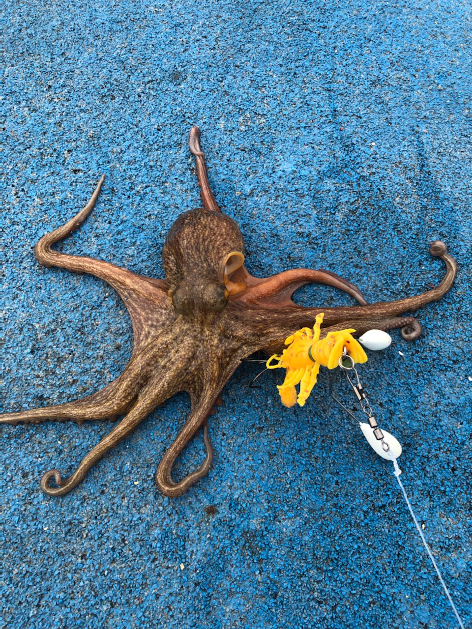 タコ