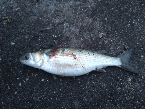 ボラの釣果