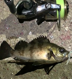 シロメバルの釣果