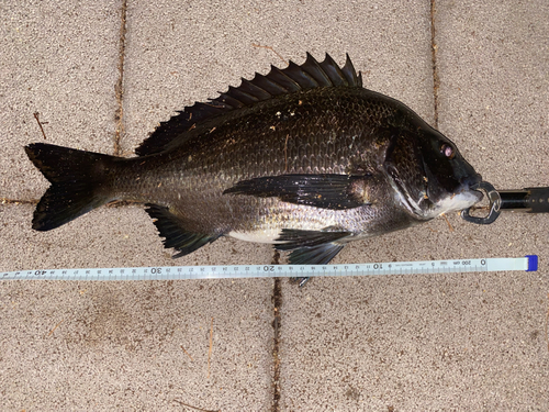 クロダイの釣果